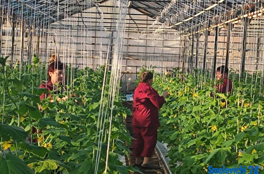 Узнали секреты качественного урожая от Озерицкого-Агро