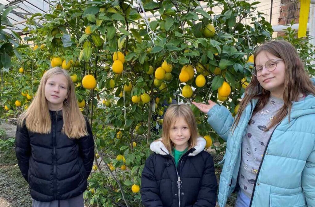 Узнали, как на тепличном комбинате выращивают лимоны и голубику